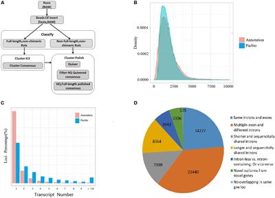 Characterization of Drought-Responsive Transcriptome During Seed Germination in Adzuki Bean (Vigna angularis L.) by PacBio SMRT and Illumina Sequencing